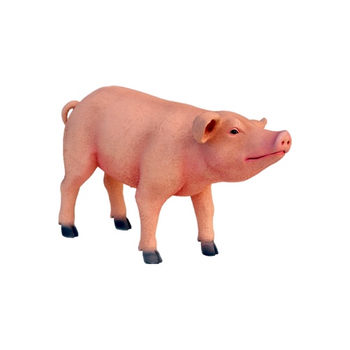 Maialino