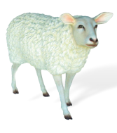 Pecora