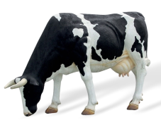 Mucca