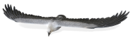 Aquila